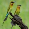 Our feathered friends from across the seas are back