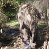 Attempt to snatch baby elephant from wild