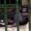 Tony the chimp bites the hand that fed him