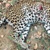 Hit and run vehicle kills a leopard in Yala