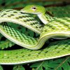 Sri Lanka could be home to more new snake species