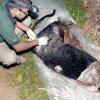 Another Black Leopard killed in Deniyaya