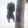 Care for a bear? Villagers pluck terrified animal from tall tree