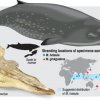 Beaked whale with Sinhala name retakes its place in history