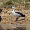 The elusive Comb Duck turns up in Yala National Park