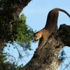 The Sri Lankan Leopard