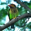 Bird Watching in Bundala National Park