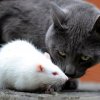මීයන් - පූසන් මඤ්ඤං කරන්නේ කාන්තාවෝය... - Crazy Cats Make Rats Cruel !!!