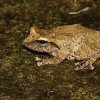 Pug-nosed shrub frog (Pseudophilautus silus)