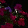 Speaking of hummingbirds