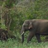 Elephant Season in Galgamuwa- A month of failiures