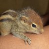 ලේන් පැටවුන්ගේ කතාව - Story of Baby Squirrels
