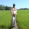 Organic and highly maintenance Paddy field with paddy farmer