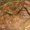 Common Rough-sided snake (Aspidura trachyprocta)