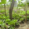 Cabbage cultivation in Srilanka pictures