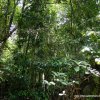 කන්නෙලිය රක්ෂිත වනාන්තරය Kanneliya Forest Reserve