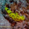[UW Photo A038] : A Sea Slug (nudibranch)