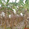High density Banana cultivation in Srilanka
