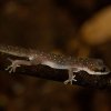 Spotted Bowfinger Gecko (Cyrtodactylus triedrus)