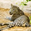 A day with "Prince" the leopard of Wilpattu