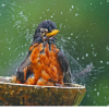 the bird bath~