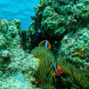[UW Photo A051] Red and Black Anemone fish