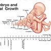 Three Stages Of The baby in The Womb - Quran and Embryology.