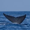 Return to Mirissa and the great Blue Whales