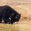 A Day with Ballzy- The Forward Bear of Yala