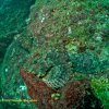 [UW Photo A028] Scorpionfish