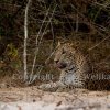 Finally a leopard in the sands of Wilpattu