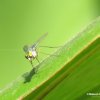 Tiny green fly