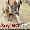 Stop the Sri Lankan Government from killing millions of stray dogs