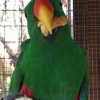 Meet Our Yet Un Named Eclectus Parrot