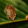 Horton Plains shrub frog (Pseudophilautus alto)