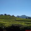 Beautiful green background in Nuwara eliya photoshoot