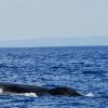 Marine Madness- Two days of Whale watching in Mirissa