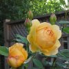 Embalmed Roses