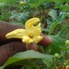 Thumba karavila flower picture In Srilanka