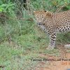 Visitor Photos: Leopard