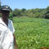 අපි නොදන්න නේත්‍රංපලම් - අනුරදේව ඔබට බොහොමත්ම ස්තුතියි (Nethra palam  Cultivation in Srilanka)