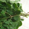 Do you know about nutritious Drumstick Leaves? | මුරුංගා කොළ වල ගුණ ගැන දන්නවාද?