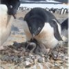 Penguin males with steady pitch make better parents