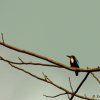 White-throated Kingfisher (Halcyon smyrnensis)
Photograph...