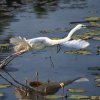 Lift Off. Great Egret at one of the ponds surrounding the...