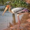 This Painted stork came out of water just to defecate. Is this a...