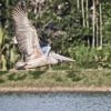 Pelican in Flight. This guy is a common sight around the lake...
