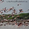 Flamingos at Mannar.