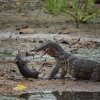 Monitor lizard and a dead rat at Diyawannawa Gardens lake.