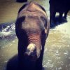 Baby Elephant Bathing :)